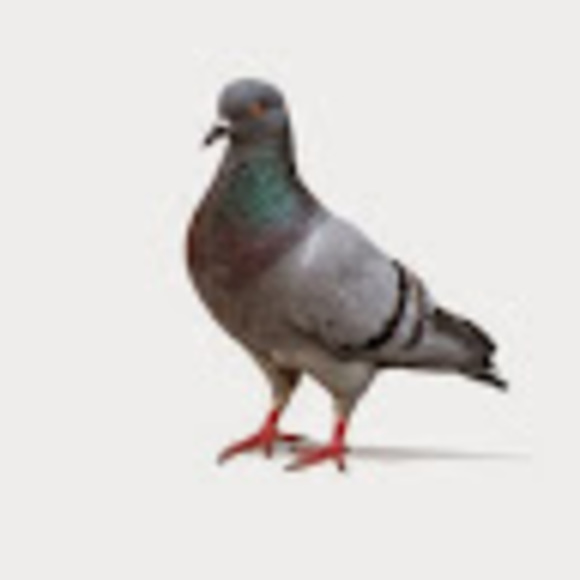 Meet your Posher, Lee - Picture 1 of 1